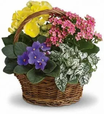 Blooming Garden Basket - flowering plants will vary*