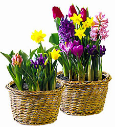 Bulb Garden
