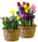 Bulb Garden