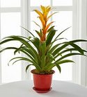 Bromiliad Plant