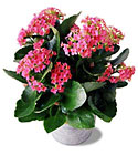  Pink Kalanchoe