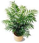 FTD Palm