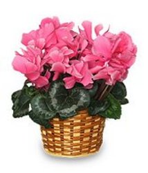Beautiful Cyclamen