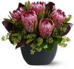 Positively Protea