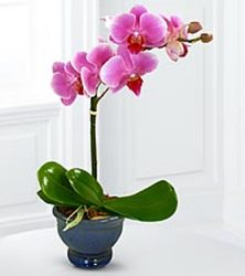 Phalenophsis Orchid Plant