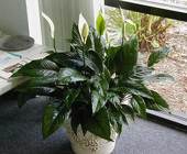  Spathiphyllum