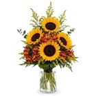 Golden Harvest Radiance In Waterford Michigan Jacobsen's Flowers