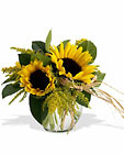 Sassy Sunflowers