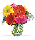  Fiesta Gerbera Vase